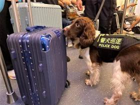 “犬”力守护 杭州地铁警犬为国庆护航