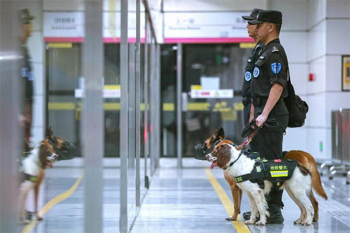 “犬”力守护 杭州地铁警犬为国庆护航-图2